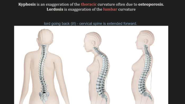 Anatomy 100 concepts anki deck