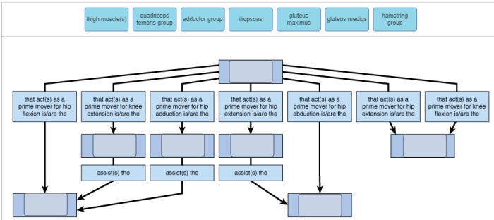 Concept map system muscular muscles