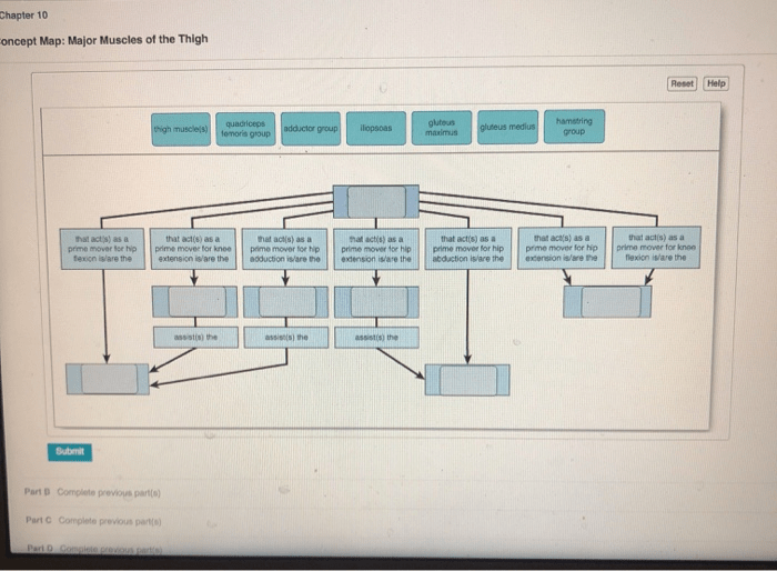 Concept map major muscles of the thigh