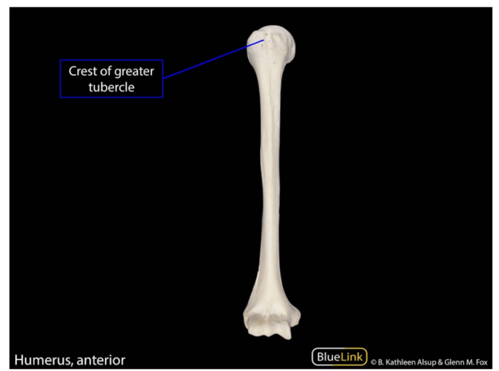 Anatomy 100 concepts anki deck