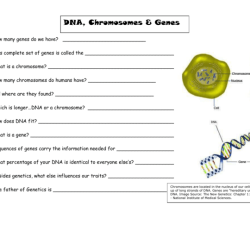 Chromosomes genes and dna worksheet answer key