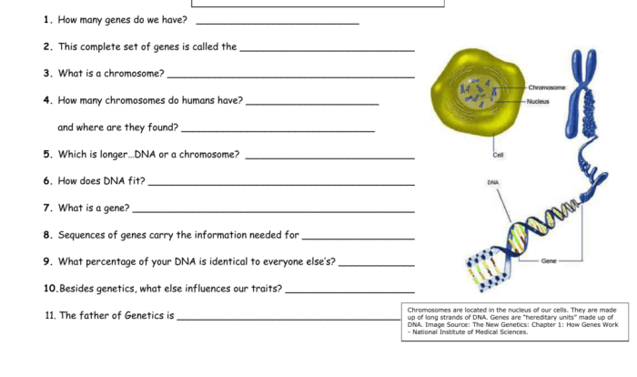 Chromosomes genes and dna worksheet answer key