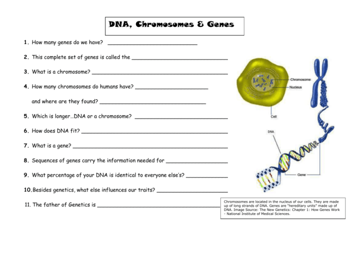 Chromosomes genes and dna worksheet answer key