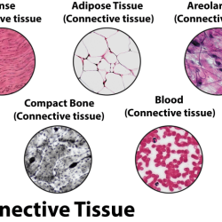 Chondrocyte structure chondrocytes cusabio marker