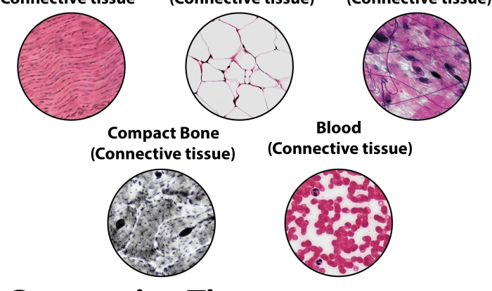 Chondrocyte structure chondrocytes cusabio marker