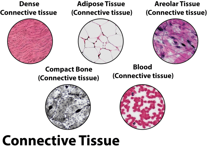 Chondrocyte structure chondrocytes cusabio marker