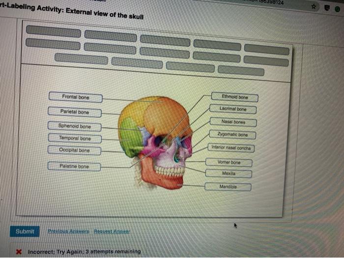 Art-labeling activity external view of the skull