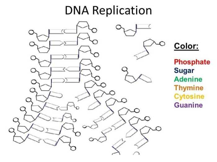 Chromosomes genes and dna worksheet answer key