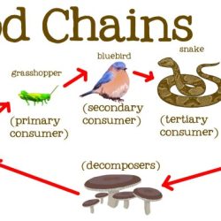 Creating chains and webs to model ecological relationships answers