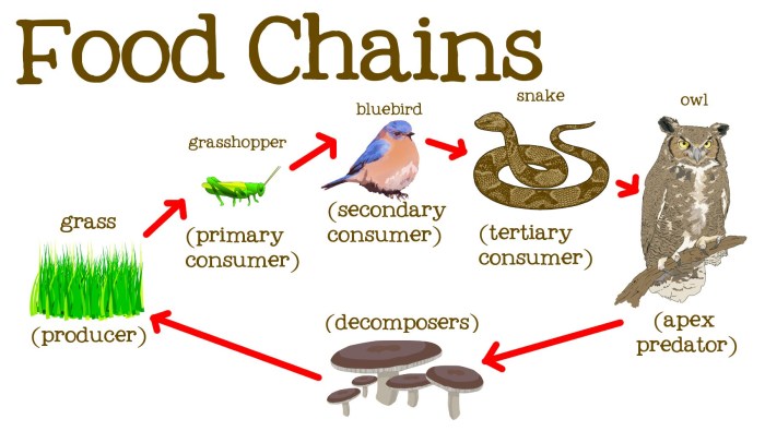 Creating chains and webs to model ecological relationships answers