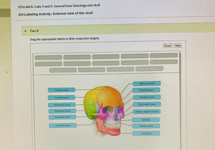 Art-labeling activity external view of the skull