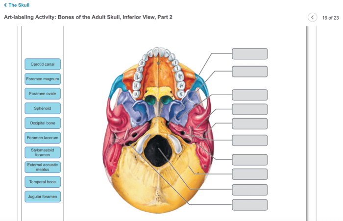 Human heart anatomy structure front blood body artery carotid vessels anterior stomach surface subclavian dissolve acid study zinc nursing facts