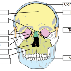 Labeling activity overview heart anatomy internal dissection chegg rior ante pulmonary transcribed text show trunk