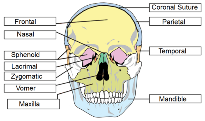 Labeling activity overview heart anatomy internal dissection chegg rior ante pulmonary transcribed text show trunk